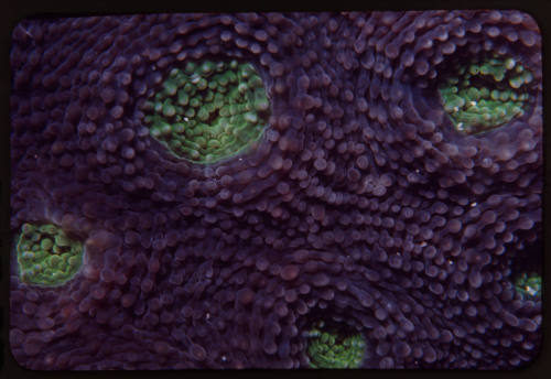 Starry cup coral (Acanthastrea echinata)