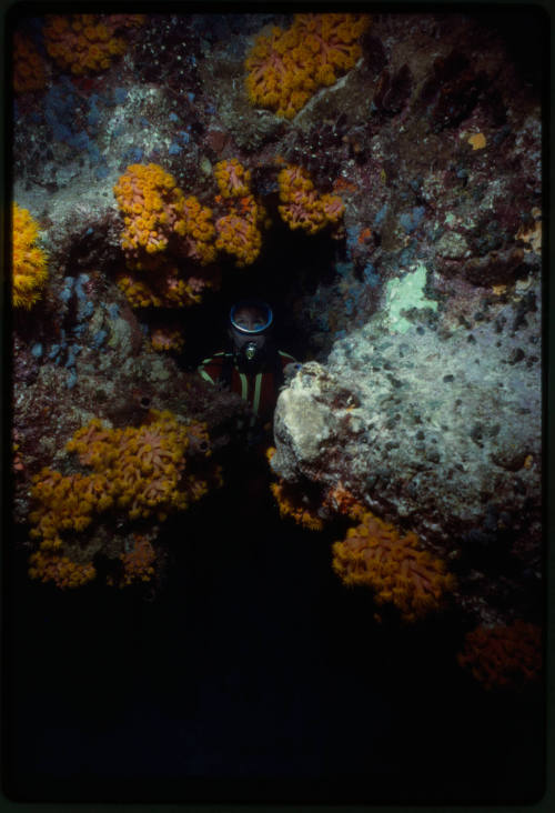 Valerie Taylor among orange cup coral in underwater cave