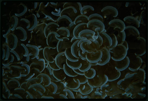 Hammer coral (Euphyllia ancora)