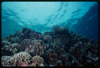 School of fish around acropora coral reef.