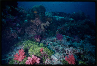 Coral reef scene in Indonesia