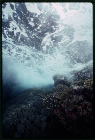 Wave breaking on reef edge