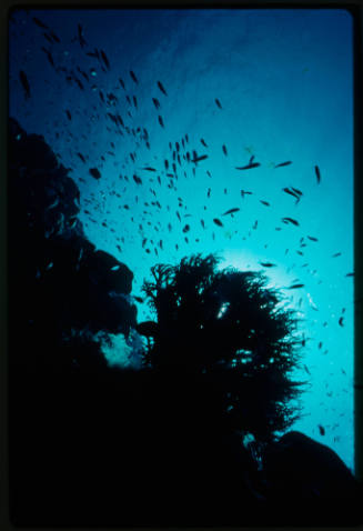 Underwater scene in Indonesia at sunset