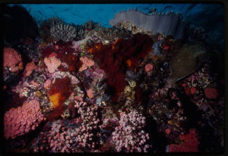 Coral scene in Indonesia