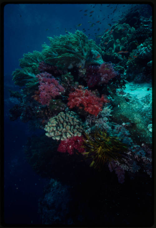 Reef scene in Indonesia 60ft underwater