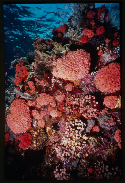 Underwater scene on the Great Barrier Reef