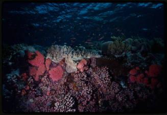 Coral reef in Indonesia