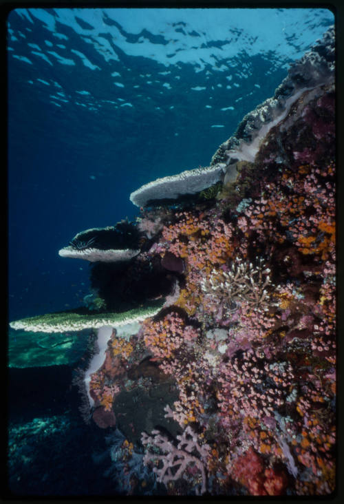 Rocky coral reef in Indonesia