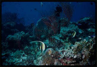 Moorish idol fish swimming around a coral reef