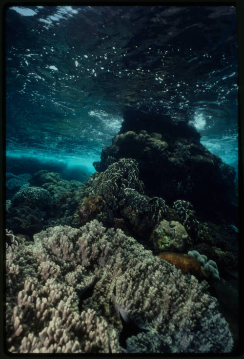 Reef scene on the Great Barrier Reef