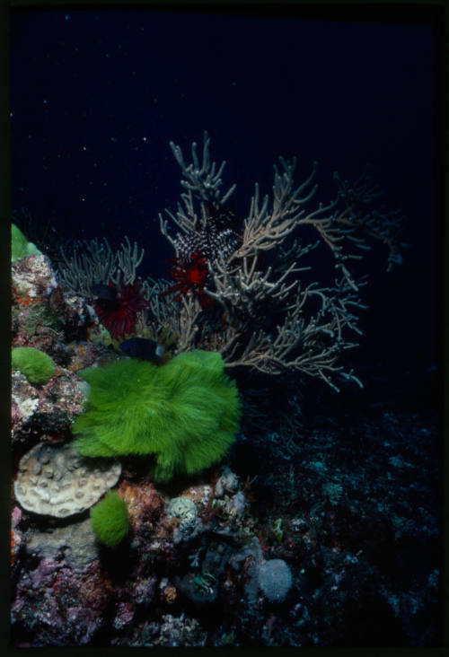 Deep-reef puller (Chromis delta) swimming around coral, macroalgae and crinoids