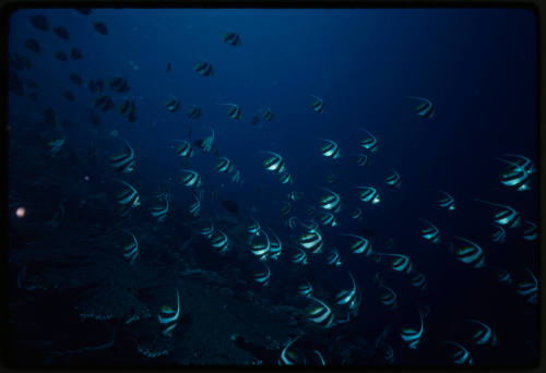 Schooling bannerfish (Heniochus diphreutes)