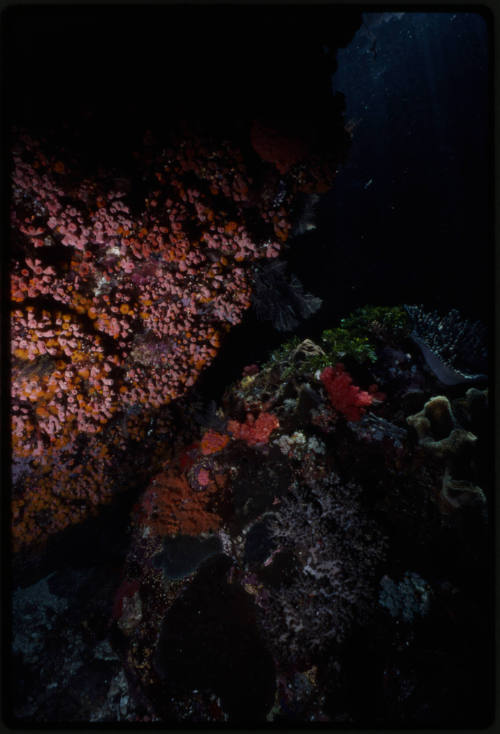 Underwater coral cave with orange cup coral