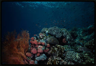 School of fish swimming around coral reef in Indonesia