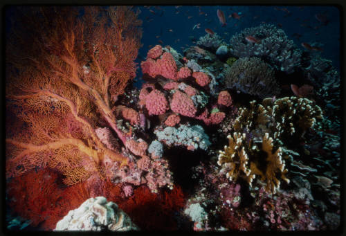 Damselfish swimming around colourful coral reef