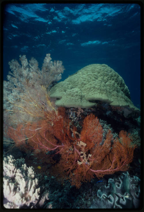 Large corals on the Great Barrier Reef