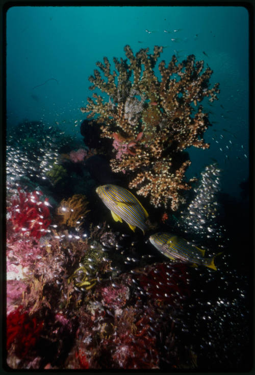 A pair of ribboned sweetlips (Plectorhinchus plolytaenia) swimming around coral