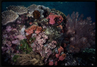 Coral reef scene in Indonesia