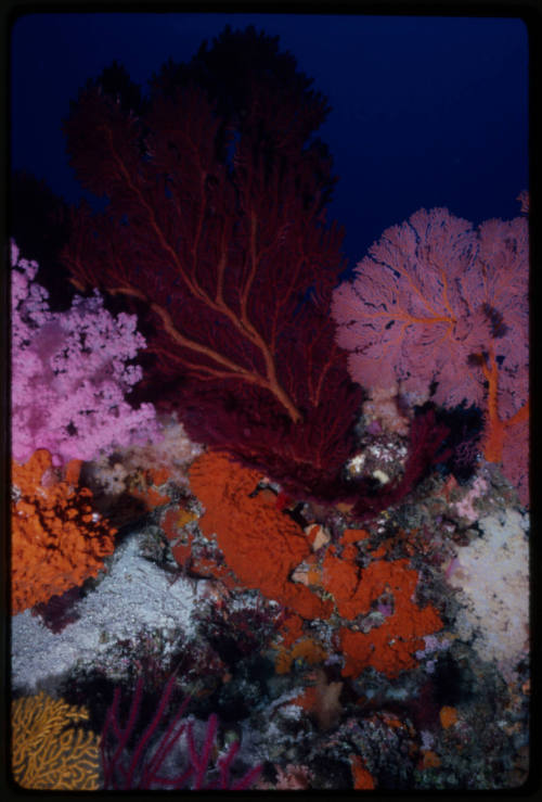 Gorgonian corals