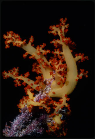 Carnation tree coral