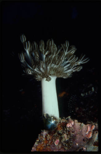 Soft coral (Xenia elongata)