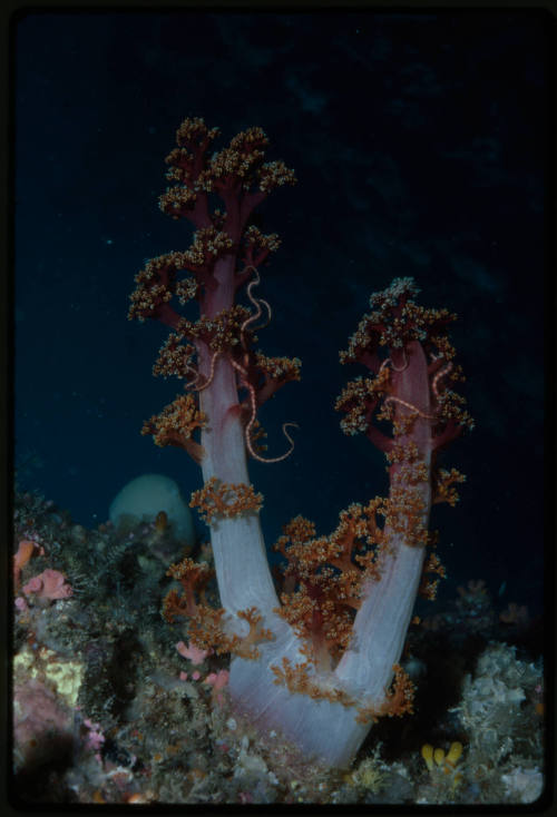 Brittle stars on carnation coral