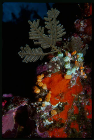 Stinging hydroid growing on sponge amongst ascidians