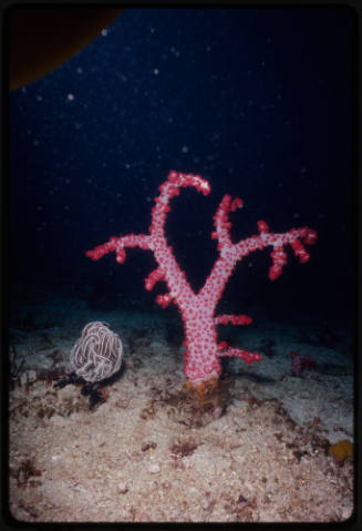 Large carnation coral next to a crinoid