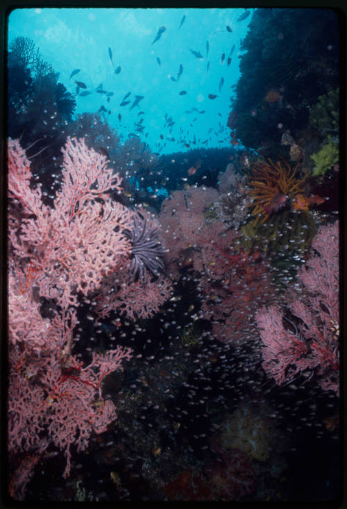 School of fish swimming around gorgonian corals and crinoids