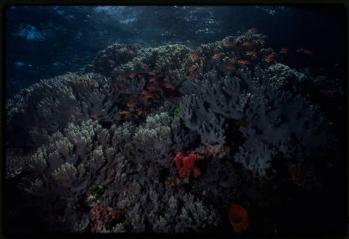 School of orange fish swimming through stony coral reef