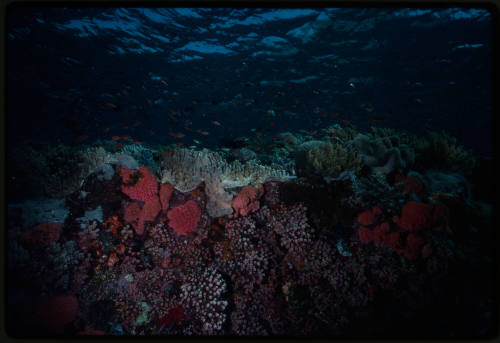 Schools of fish swimming over coral reef