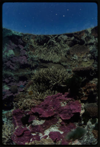 Reflections in a coral pool