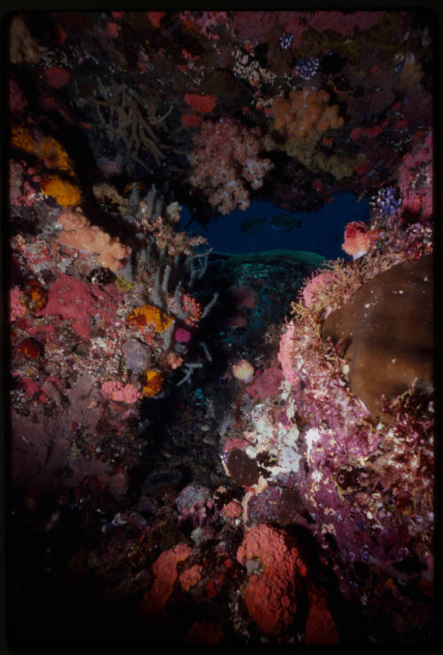 Underwater coral cave