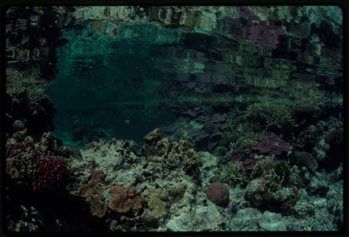 Corals in a pond in the reef