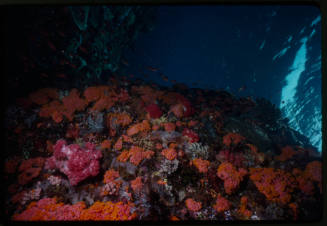 Orange fish swimming above orange cup corals