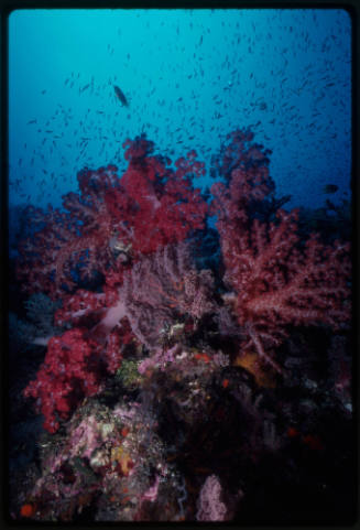 School of fish around carnation coral