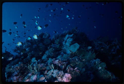 Yellow pyramid butterflyfish swimming around coral