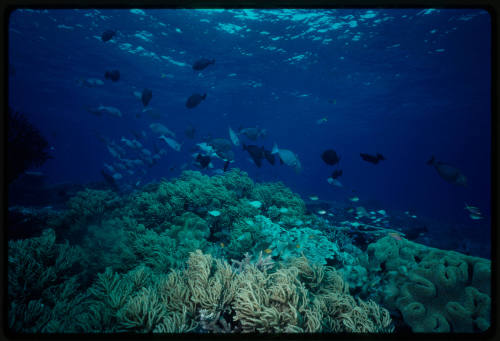 Fish swimming around coral reef