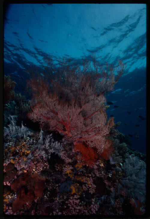 Large red gorgonian coral