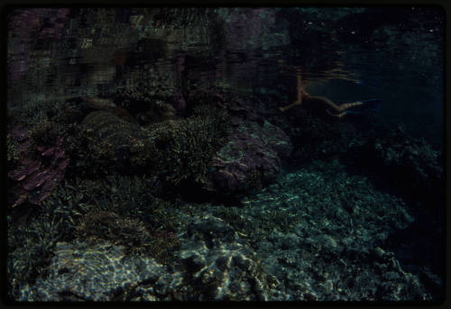 Diver swimming over shallow coral reef