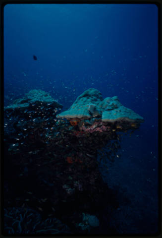 School of small fish swimming around large reef structure