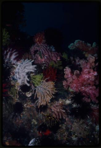 Crinoids and carnation coral