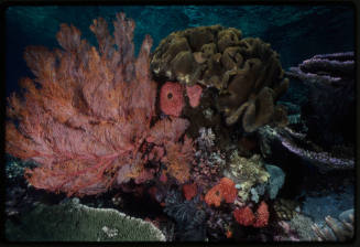 Massive gorgonian and acropora coral