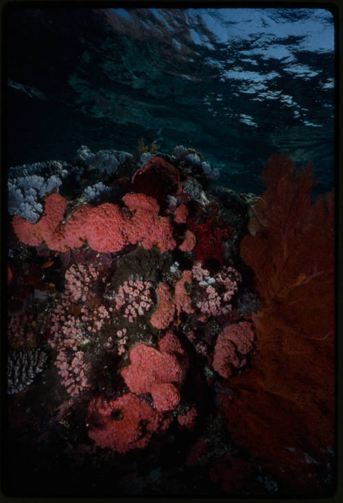 Orange cup coral and red gorgonian coral