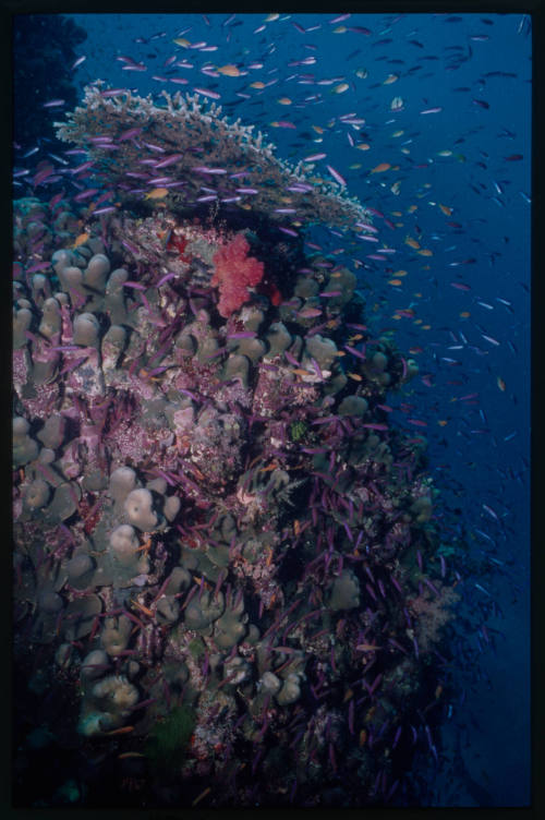 Schools of fish swimming around coral wall