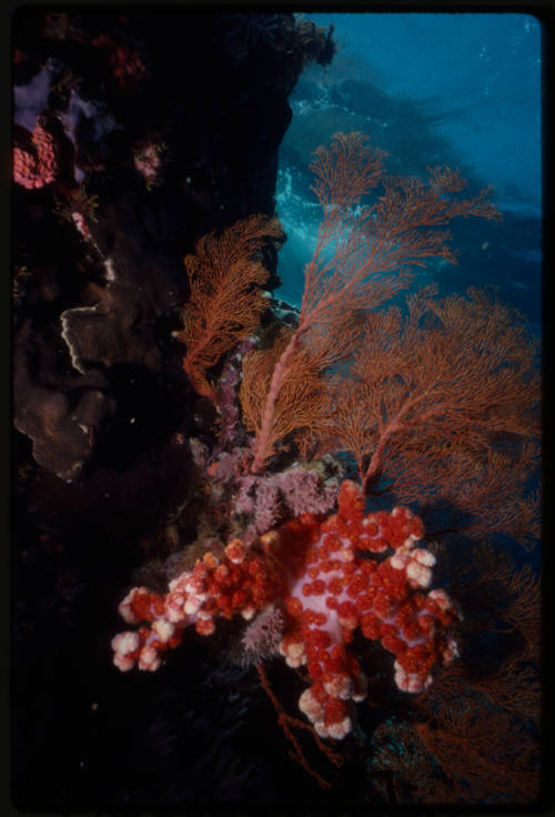 Large orange gorgonian coral and red carnation coral