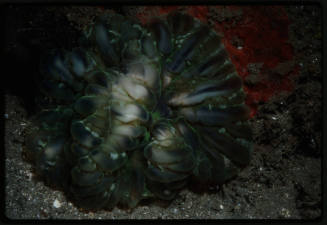 Cynarina sp. coral