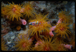 Sun coral polyp with a fish