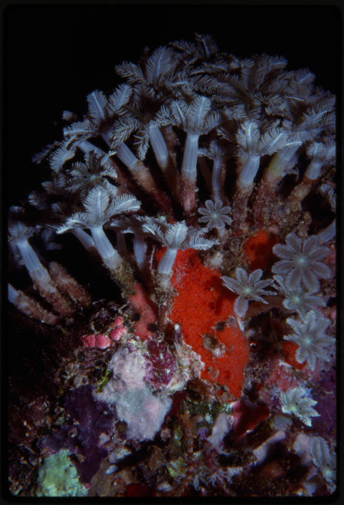 Soft coral