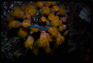 Sun coral polyps with a fish